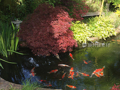 锦鲤池和大型锦鲤鱼在过滤水中游泳的图像，使用池塘过滤器和紫外线灯来改善水质和清晰度，用枫树/槭树、灯笼、竹子和砖边缘池塘水的景观禅宗日本花园